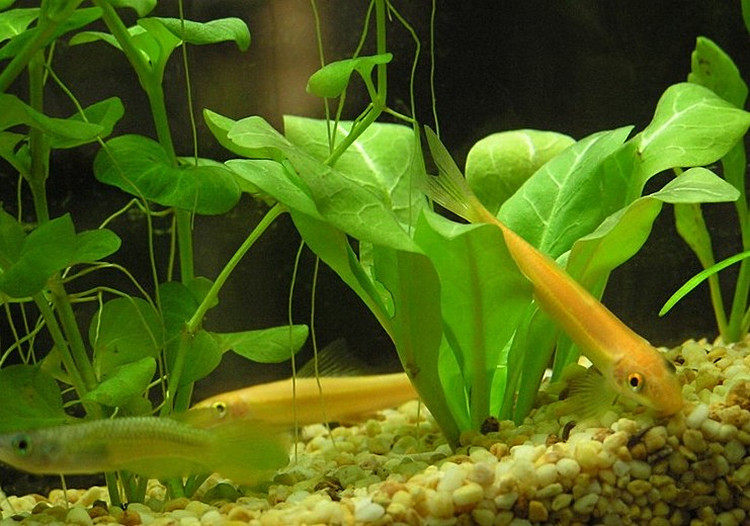 底栖鱼草缸除藻老鼠白鼠花椒咖啡熊猫金苔鼠热带工具鱼活体观赏鱼