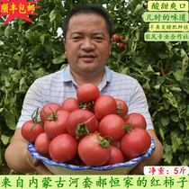 Tomatoes are fresh and naturally cooked tomatoes are picked farm sand flesh is eaten raw pregnant women eat large pink 5 kg thin-skinned persimmons