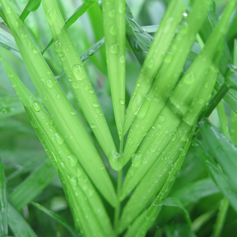 袖珍椰子趣味盆景绿植盆栽客厅办公室内懒人桌面椰子观叶水培植物产品展示图2