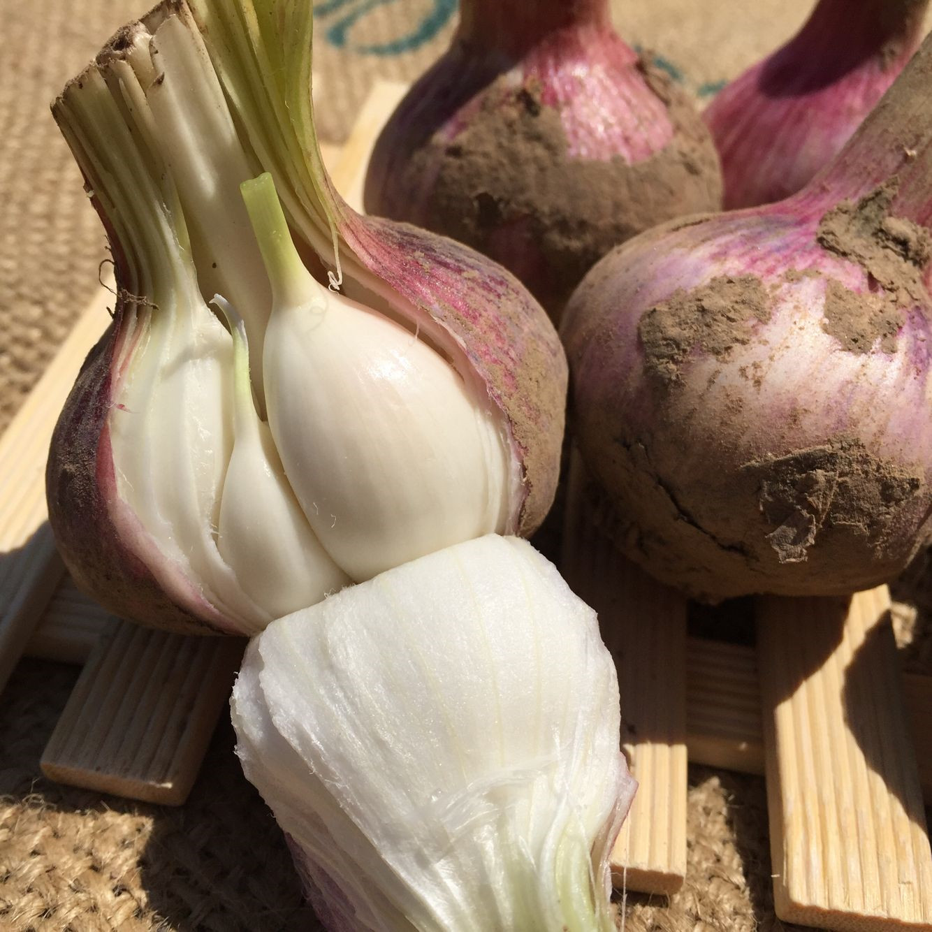 露天2017春蒜大蒜嫩蒜头青蒜子不散掰新鲜蔬菜500g蘸酱菜做糖醋蒜