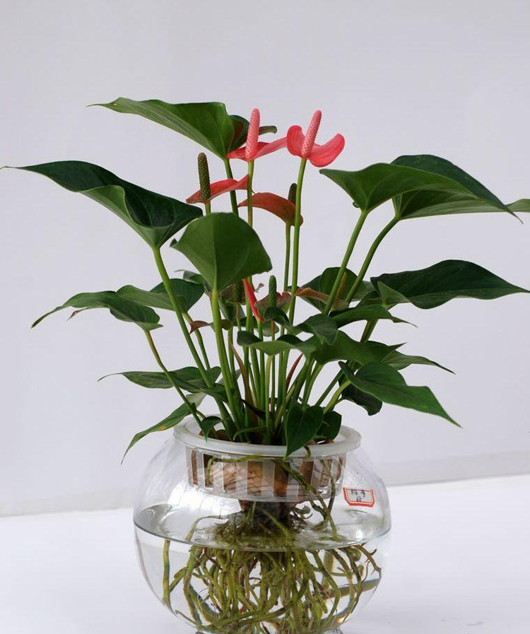 粉掌白掌盆栽植物室内花卉好养水培一帆风顺大盆红掌四季常青绿植