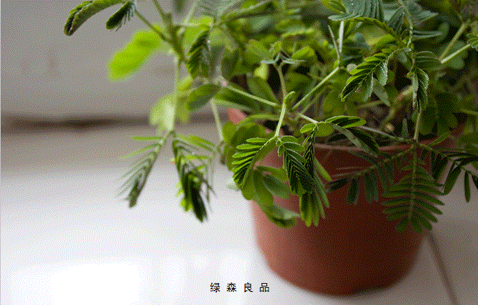 盆景 盆栽 植物 698_445 gif 动态图 动图