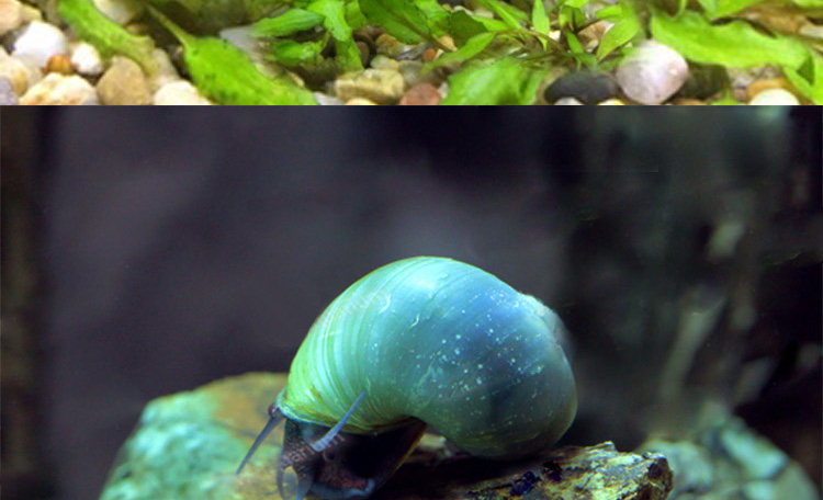 蓝神秘螺 蓝象牙螺 淡水观赏螺 水族活体除藻螺工具螺宠物螺