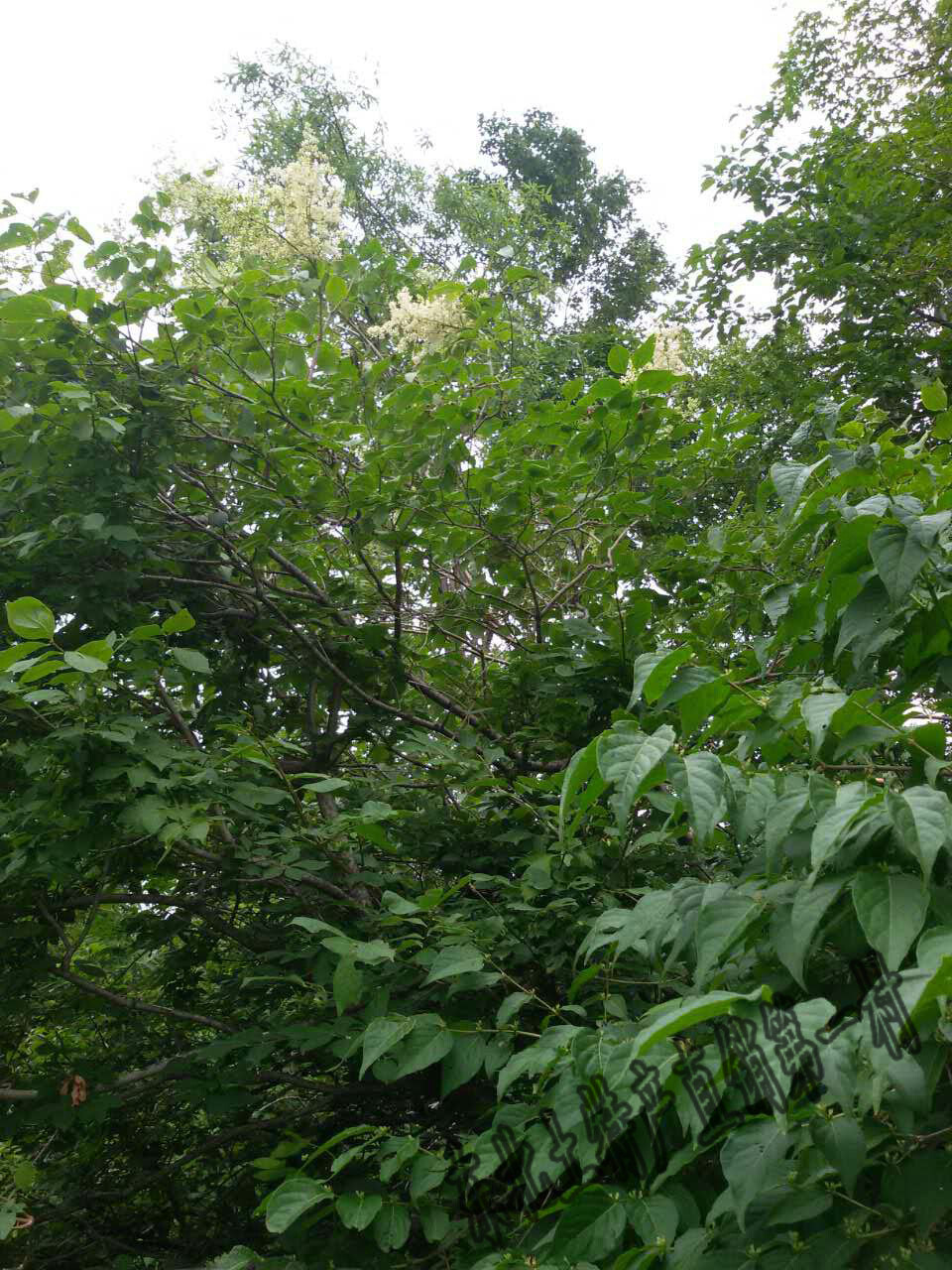 长白山野生暴马子树皮 内皮 暴马丁香 白丁香 白旃檀 音沾谈250克