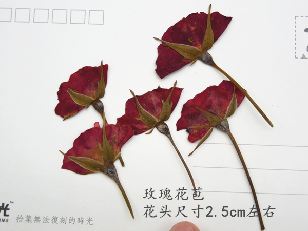 玫瑰花苞 干花押花压花植物标本 滴胶干花手机壳diy 花事未了5朵