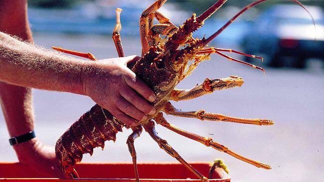 龙虾(岩龙虾)- crayfish 龙虾遍布新西兰各地,特别在沿海地区盛产