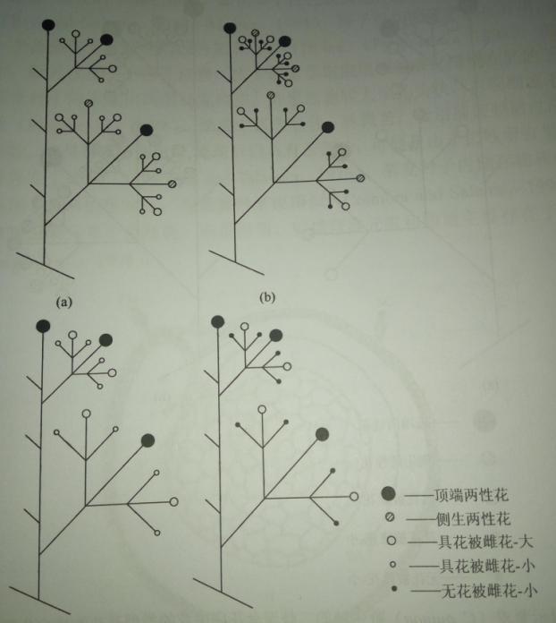图6.6 图示藜麦野生种的二歧聚伞花序中花的类型及花的排列位置