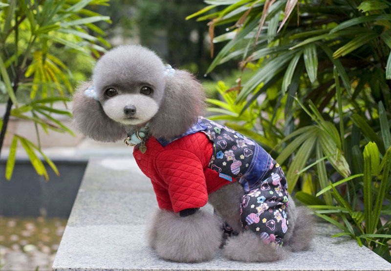 清仓处理哈皮熊 狗狗衣服泰迪贵宾比熊衣服四脚衣秋冬装德丰