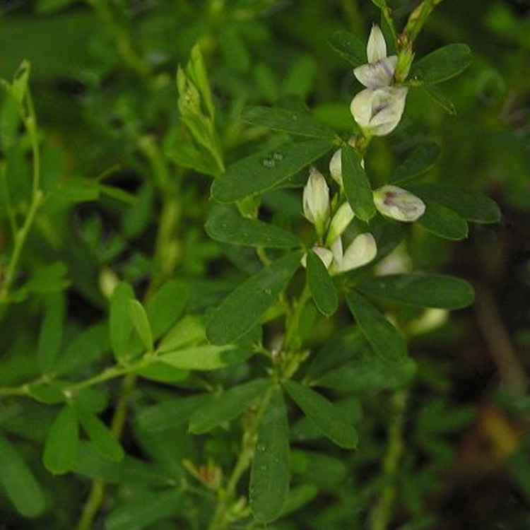 新鲜中药材野生截叶铁扫帚夜关门草羊蹄风猪腰藤小叶胡枝子铁马鞭