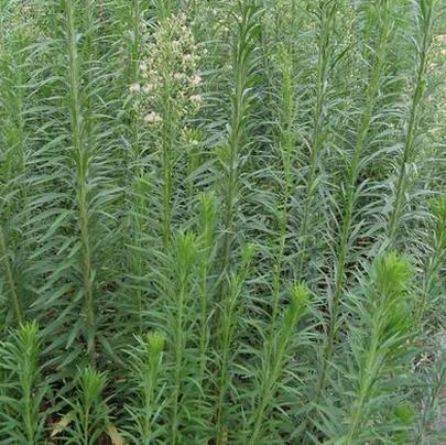 新鲜野生中草药小飞蓬小白酒草破布艾鱼胆草竹叶艾臭艾小山艾药材