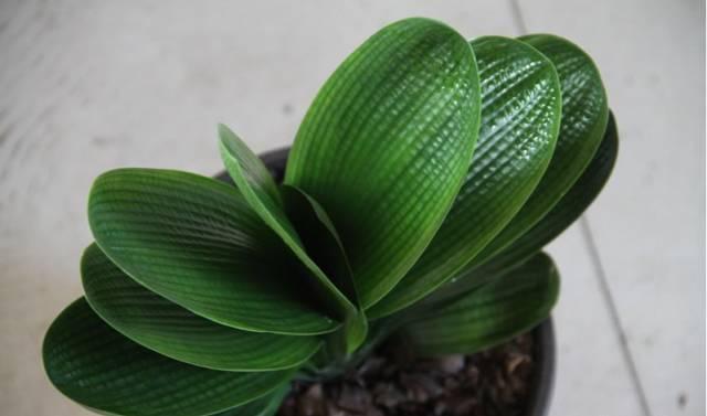花友们家中有没有君子兰?如果活了10年以上,那钱途不可限量呀!