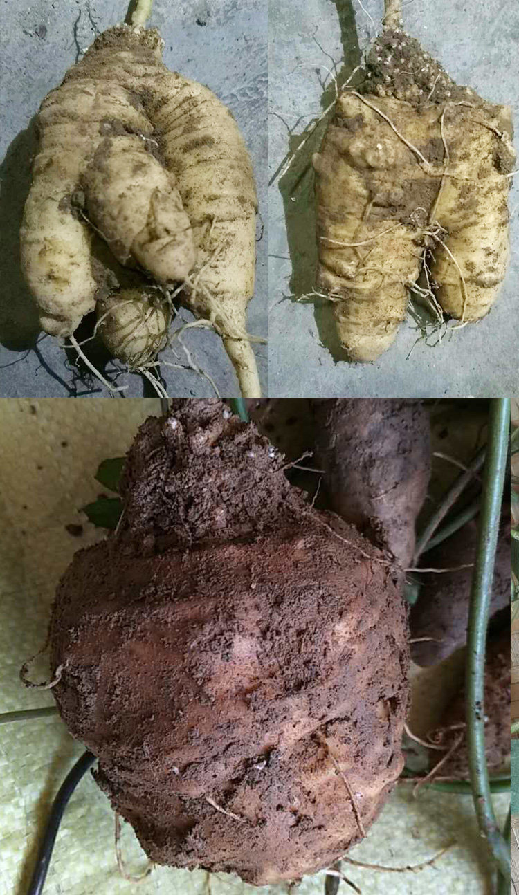 野生深山中草药材新鲜特大个山海螺 现挖 单个半斤及