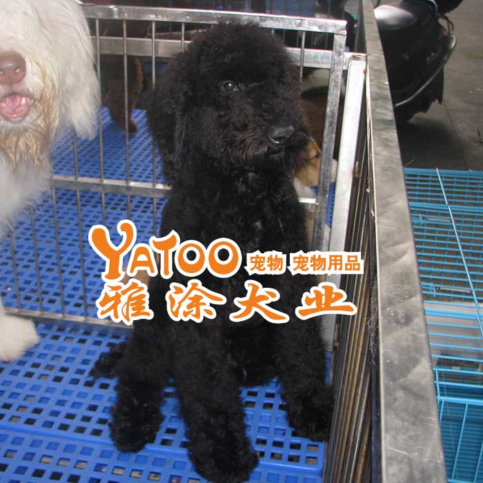 现货巨型贵宾黑色的泰迪熊贵妇活体宠物小狗狗幼犬支持淘宝交易