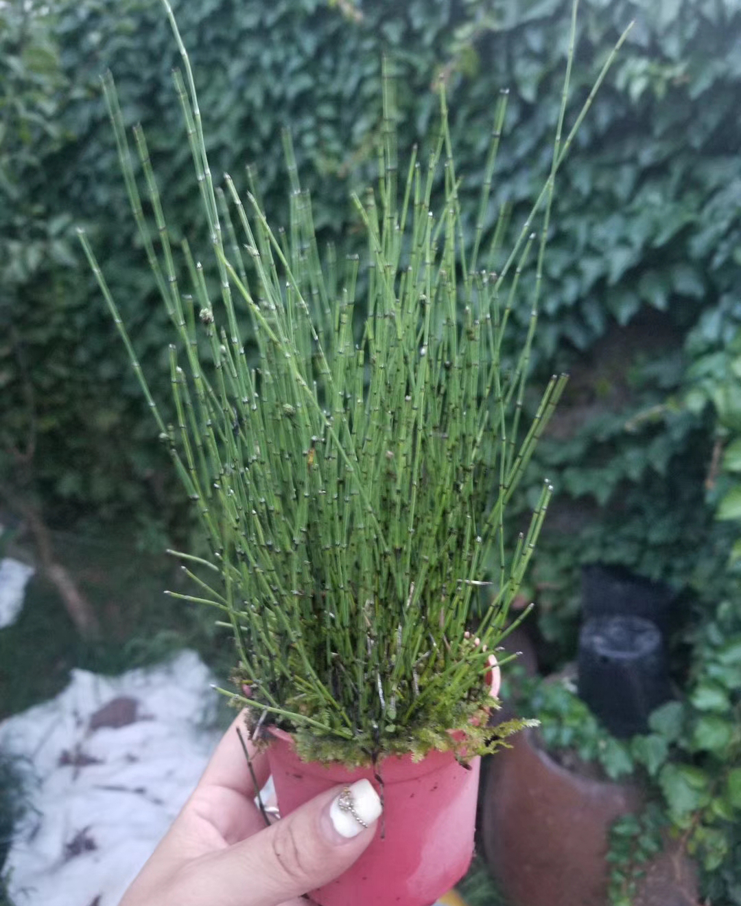 一朵基地 姬木贼 日本山野草案头茶几客厅微型盆景包邮造景绿植