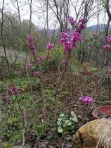 Bauhinia seedlings Bauhinia seedlings Bauhinia seedlings Garden plant greening project seedlings full of red cherry seedlings