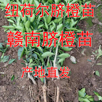 Fruit tree seedlings Orange saplings grafted potted planting Gannan umbilical oranges Red heart blood oranges The results of the year Orange seedlings