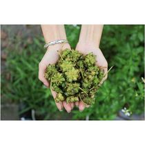 Hubei star anise sapling non-grafted star anise seedlings with leaves and mud delivery Edible fennel material Big red star anise seedlings