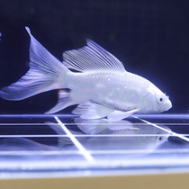 Taiwan Butterfly Carp Ornamental Fish Fry Fresh Water Living White Dragon Anchovies Cold Cold Water Short Body Long Tail Brocade Carp pure species of fish