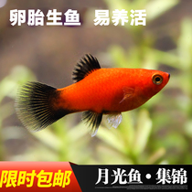 Golden Mickey fish Red Mickey fish small light fish traffic lights freshwater tropical ornamental fish live good life