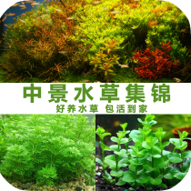 Fish tank landscaping aquarium decorative aquatic plants living green chrysanthemum red cloves Newton court pagoda in the back view of real aquatic plants