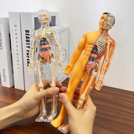 New DIY human organ bone model can be assembled and disassembled medical 3D three-dimensional children's science and education toys
New DIY human organ bone model can be assembled and disassembled medical 3D three-dimensional children's science and education toys