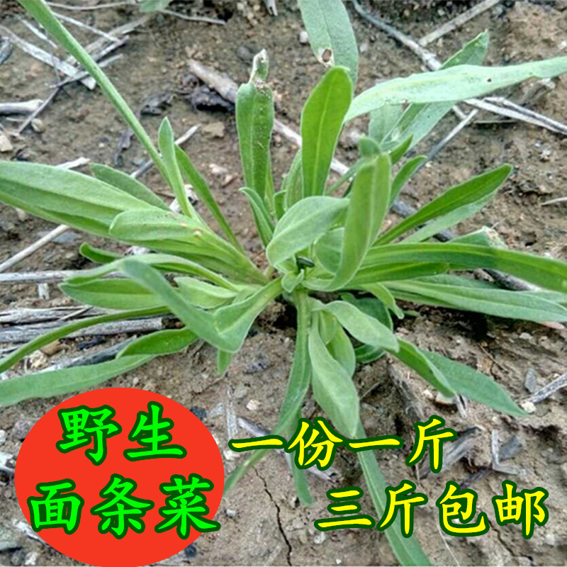 2017新鲜面条菜农家种植蔬菜面条棵柳叶菜 野菜 500g/份 三斤包邮_7折图片