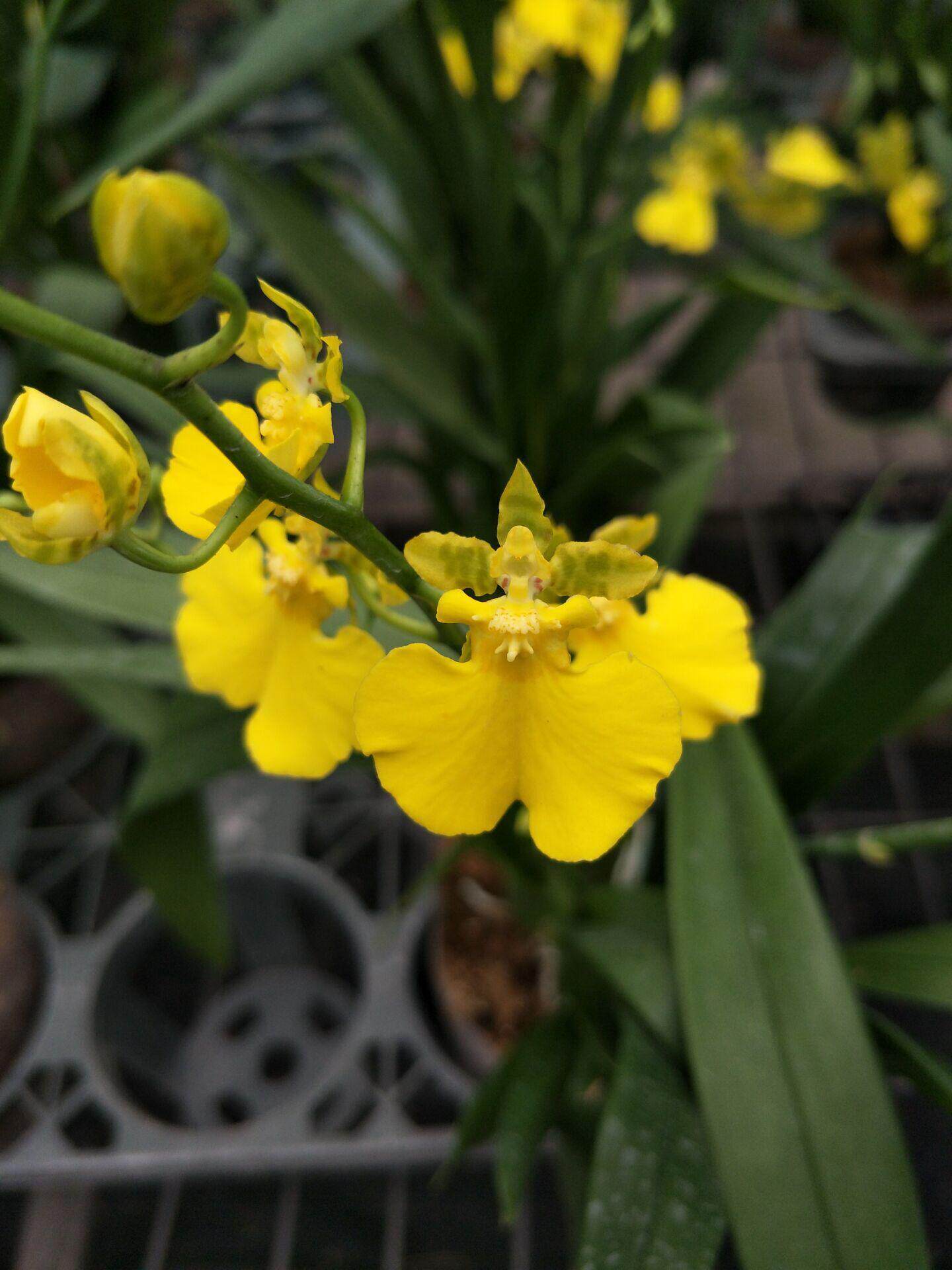 文心兰 文心兰苗 蜜糖皇帝 蜜糖皇后 多花性 花期长花 黄色带花剑