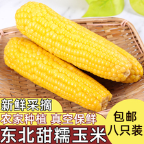 Northeast fresh sweet waxy vacuum yellow corn sticky corn cob 8 bracts of rice farmers are now picking ready-to-eat waxy corn cob