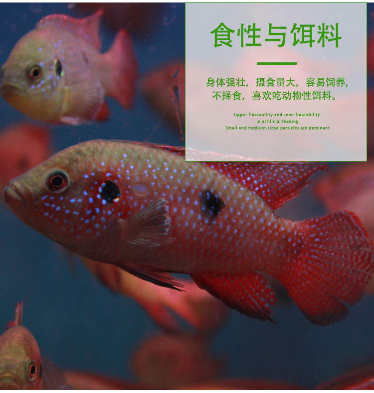 热带观赏鱼三湖红宝石血钻鱼马鲷科鱼球型宝石短鲷慈鲷招财鱼活体