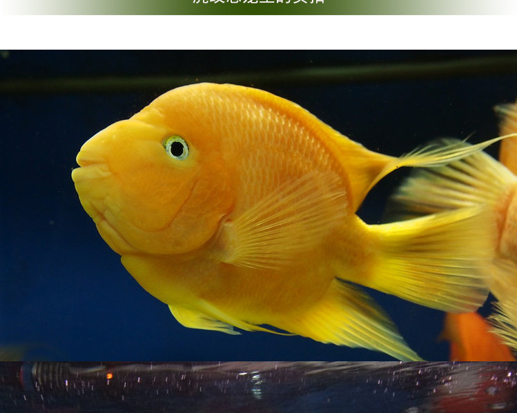 热带观赏鱼黄鹦鹉鱼黄金元宝梅花发财鱼花鹦鹉风水鱼招财鱼活体