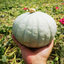 Premium Xinjiang Flaming mountain chestnut pumpkin Golden silk Beibei chestnut silver chestnut flavor desert big pumpkin baby food supplement sweet