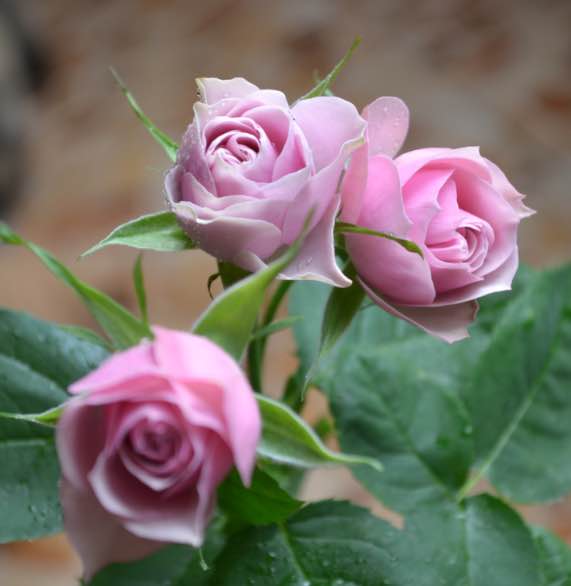 【木兰花】小苗 日月仿古花束月季花苗 能开成花球 超级美扦插_7折