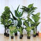Nordic new simulation banana tree banana bird of paradise tree turtle back piano leaf banyan tropical floor broad-leaved green plant potted Nordic new simulation banana tree banana bird of paradise tree turtle back piano leaf banyan tropical floor broad-leaved green plant potted