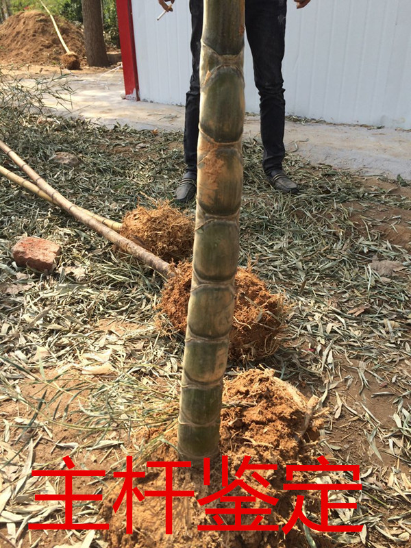 【竹子苗竹根芽竹鞭】青竹根,庭院苗根,慈孝竹苗根,根紫竹盆栽