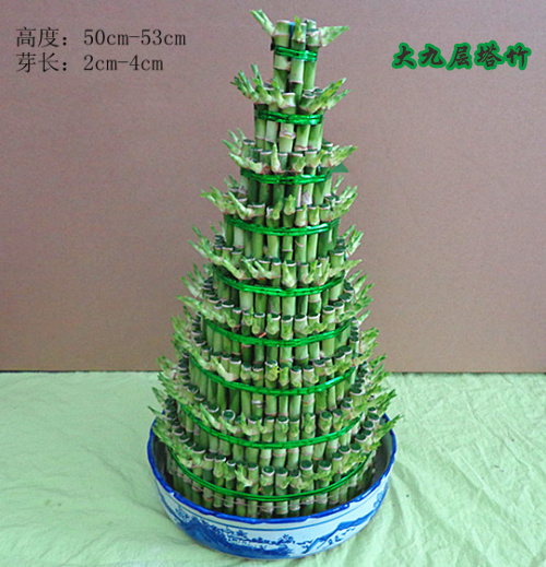 富贵竹 转运竹节节高 客厅卧室办公室前台风水 趣味绿植盆栽 竹塔