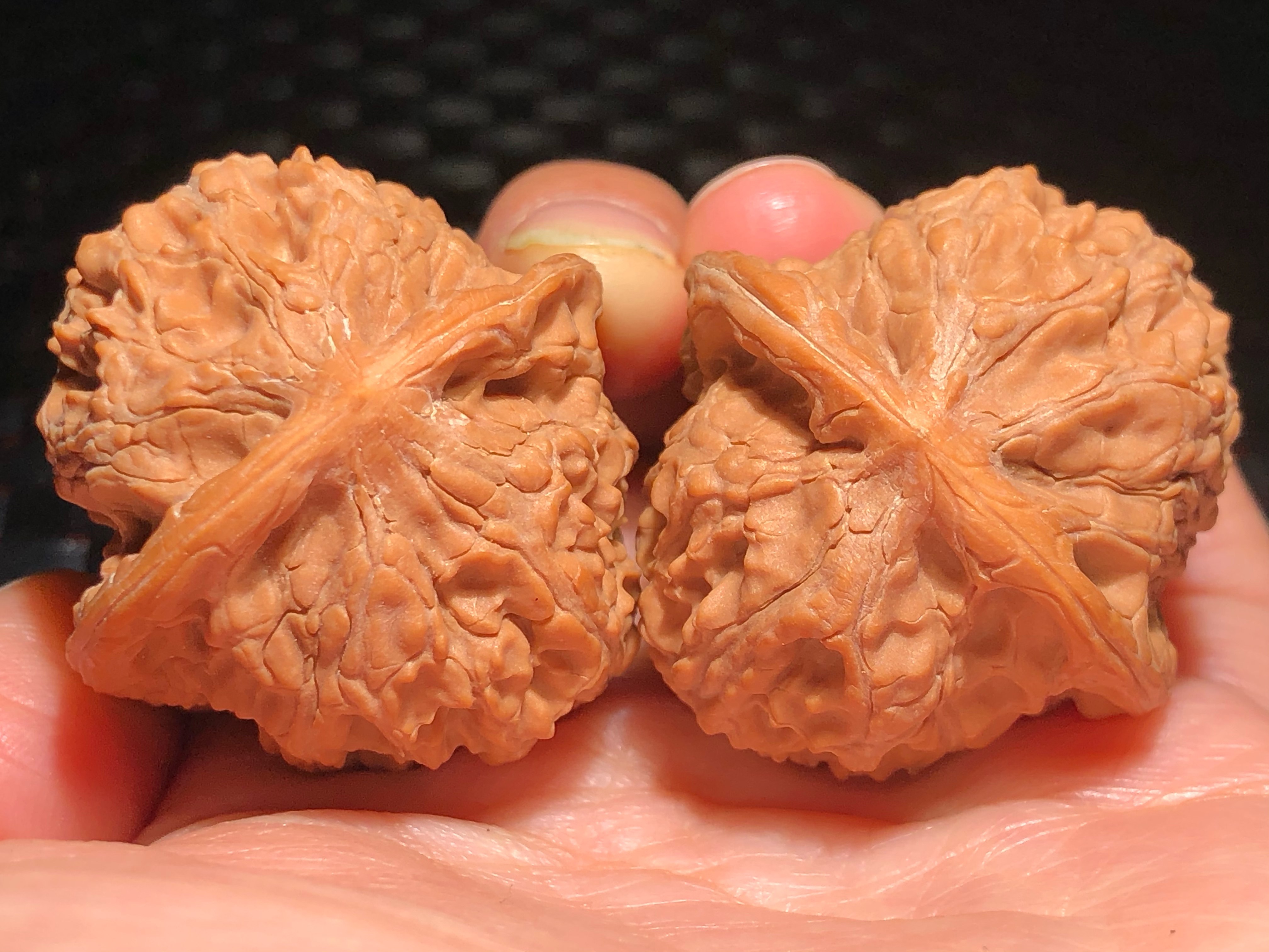 核核美美文玩核桃36.0纯野生百年原树将军榻狮子头精品收藏级a593