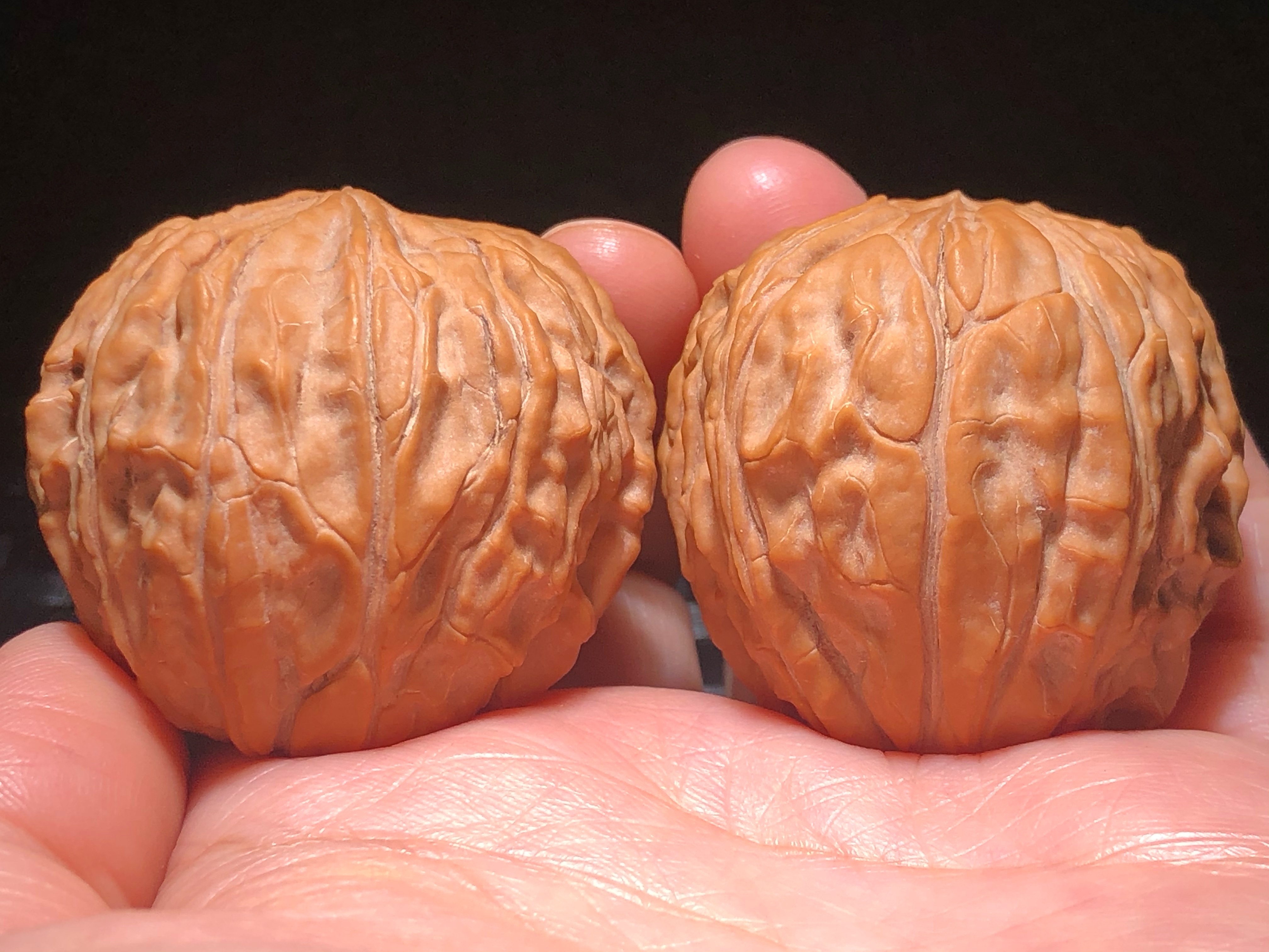 核核美美文玩核桃精品收藏级野生小众狮子头原树a555