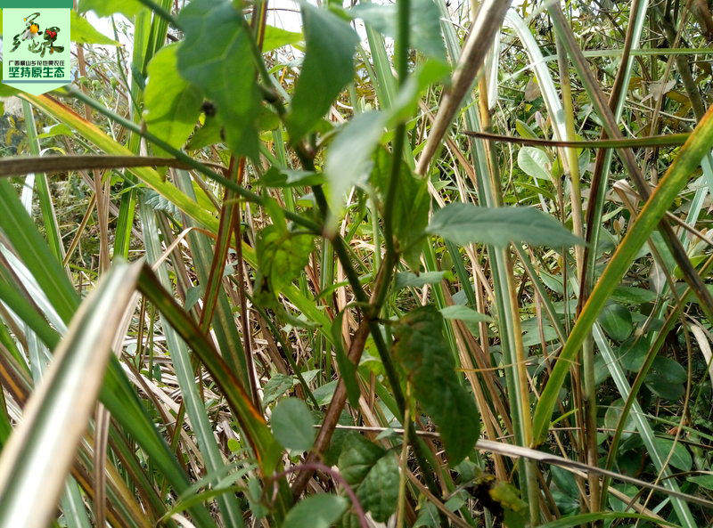 新鲜野生千里光 九里明 黄花母野菊花 癣疮 烧烫伤