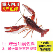 Chongqing Qingshui crayfish live 1 kg 456 yuan shrimp live shrimp fresh live cultured lobster Chongqing fresh