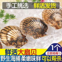 1 fresh large scallop fresh Yuan shellfish live seafood aquatic garlic vermicelli scallop 1 Chongqing Dayda