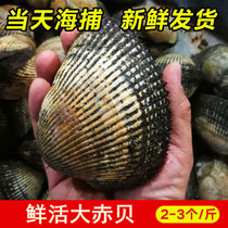Seafood Live Big Red Bay Alive Red Bay Raw Eating Sashimi Fresh and Giant Clam Blood Clams Mussels seafood Aquatic