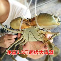 Chongqing Living Big Qingcrab Great Red Crab Seafood Great Crab Seafood Large Crab Super Large Crab Giant Crab Net Weighs 1 5 Cati