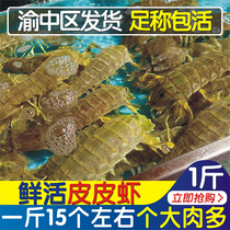 Fresh live big Pipi shrimp seafood aquatic pipa shrimp mantis shrimp mantis urine shrimp climbing shrimp 1 kg Chongqing 90 minutes