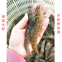 Chongqing live shrimp Fresh live fresh sea shrimp Fresh Jiwei shrimp Green shrimp frozen shrimp Ice shrimp Seafood aquatic prawns