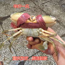 Chongqing seafood gourmet Fresh seafood aquatic meat crab 250g green crab Crab pat 1