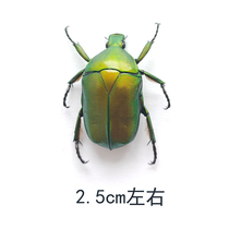 Apple gold turtle insect butterfly specimen of insect specimen self - selection insect pest teaching education to take picture props for parasites