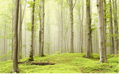 绿色树林壁纸沙发电视背景墙壁画 3d森林沙发影视墙无纺布壁画