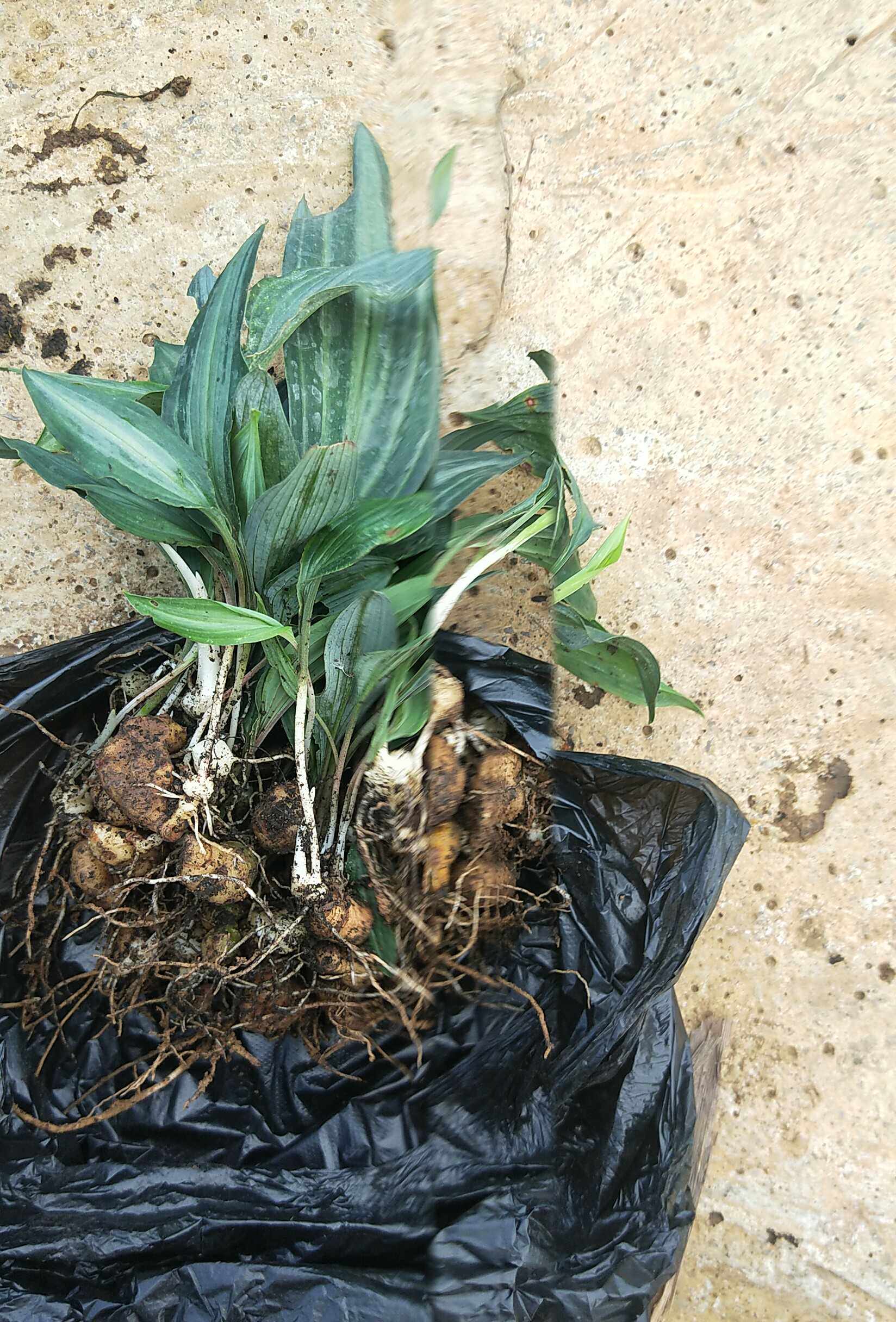 云南滇黄精苗黄精种苗 节节高苗黄精籽育苗根茎苗子100棵包邮