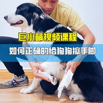 Giant little cute pet dog training course tutorial how to wipe hands and feet dog wipes hands fearful of biting