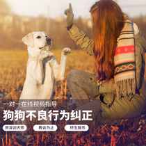 Giant little cute dog training pet trainer one-on-one online remote guidance dog training fixed point to go to the toilet to attack the dog barking